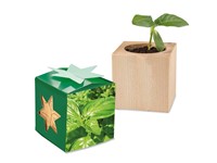 Houten plantenset star-box met zaden - Basilicum, lasergravure 2 zijden