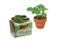 Mini-pot bloemen met zaden - Spar